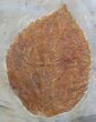 Fossil Leaf (Davidia antiqua) - Montana #35723-1
